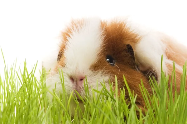 stock image Guinea pig isolated on the white background