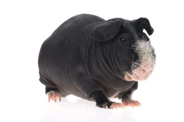 Skinny guinea pig — Stock Photo, Image