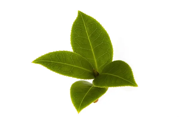 Čerstvé čaje větev — Stock fotografie