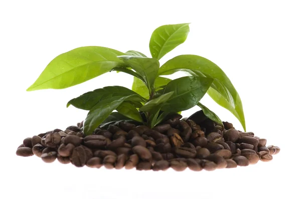 Groeiende koffie plant — Stockfoto