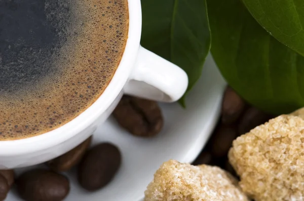 Frischer Kaffee mit Kaffeezweig — Stockfoto