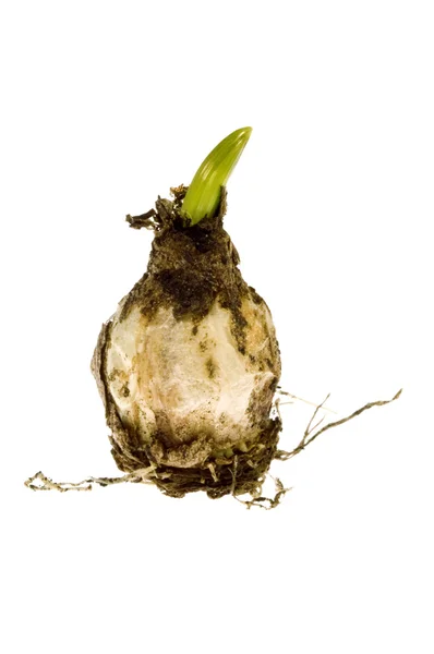 Bulb. baby plant — Stock Photo, Image