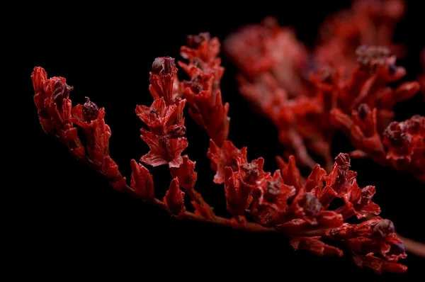 stock image Red bouquet