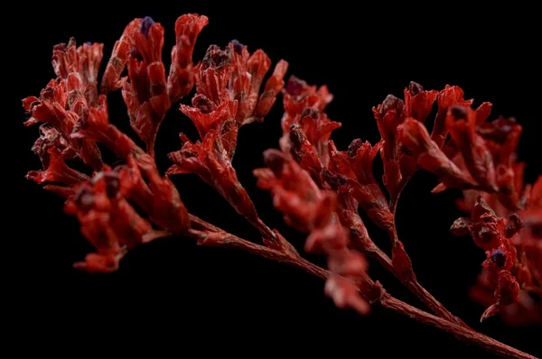 赤い花束 — ストック写真