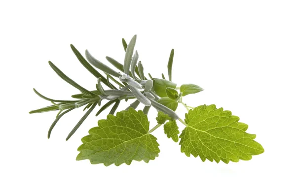 stock image Fresh herbs. rosemary and lemon balm