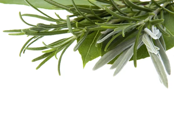 Fresh herbs. bay leaves, lavender, rosemary — Stock Photo, Image