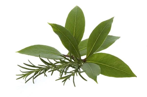 Fresh herbs. bay leaves, lavender, rosemary — Stock Photo, Image