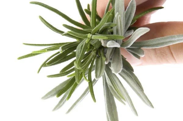 Fresh herbs. rosemary and lavender — Stock Photo, Image