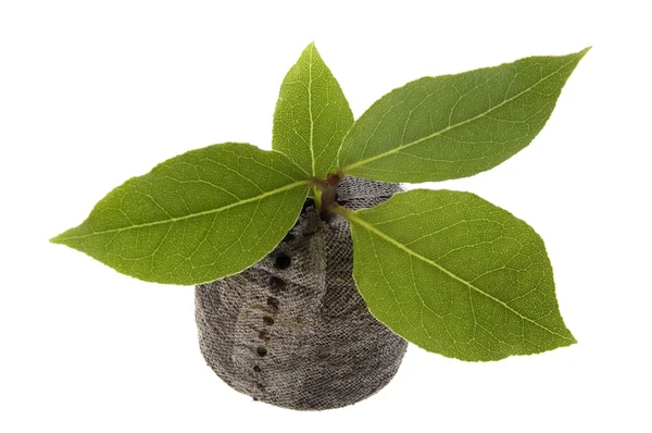 Čerstvé bylinky. bobkový list — Stock fotografie