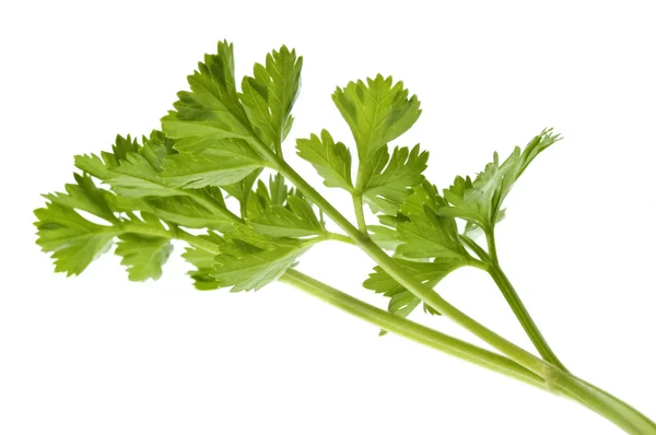 Fresh herbs. parsley — Stock Photo, Image