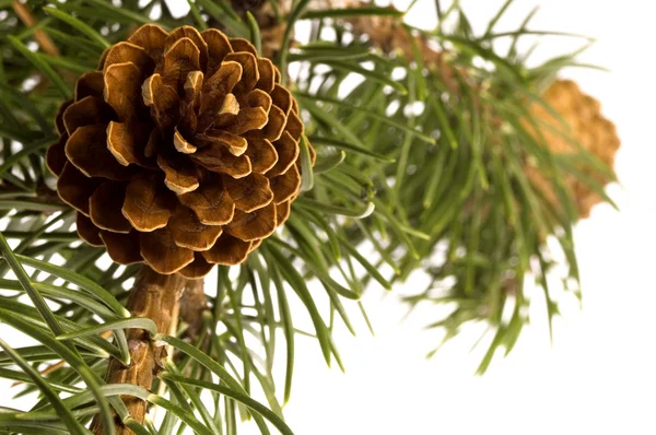 Geïsoleerde pine tak met kegel — Stockfoto