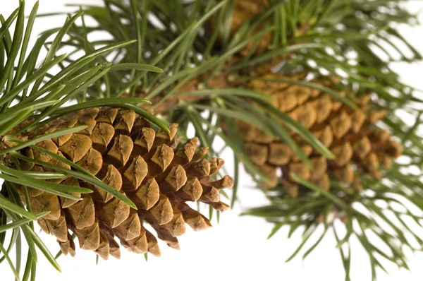 Geïsoleerde pine tak met kegel — Stockfoto