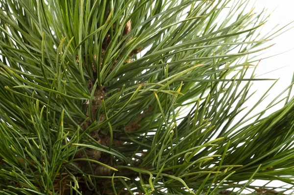 Ramo di pino isolato — Foto Stock