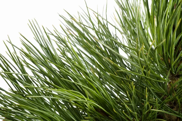 Isolerade pine gren — Stockfoto
