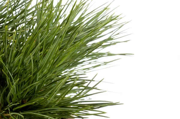 Geïsoleerde pine branch — Stockfoto