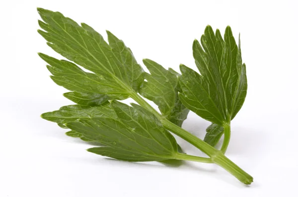 stock image Fresh lovage isolated on the white background