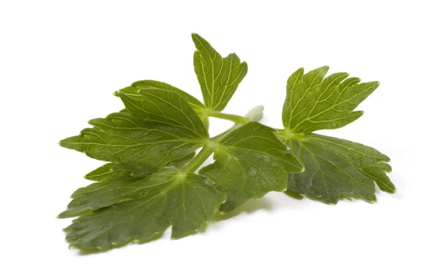 Fresh lovage isolated on the white background — Stock Photo, Image