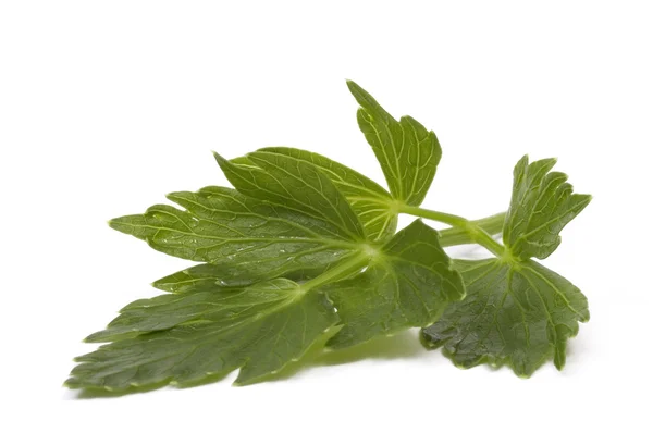 Fresh lovage isolated on the white background — Stock Photo, Image