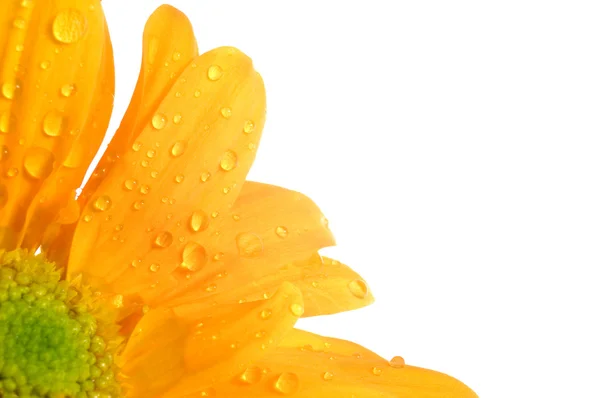Flor de laranja — Fotografia de Stock