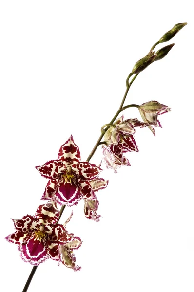 Oryantal orkide — Stok fotoğraf