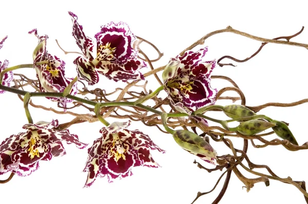 Orientaliska orchid — Stockfoto