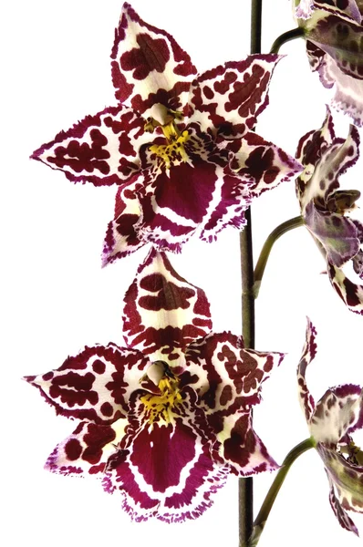 Oosterse orchid — Stockfoto