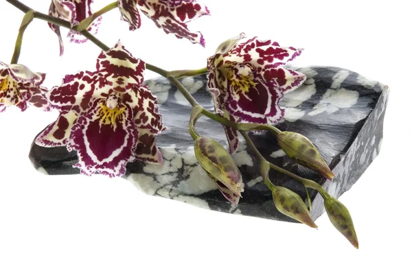 Східні орхідея — стокове фото