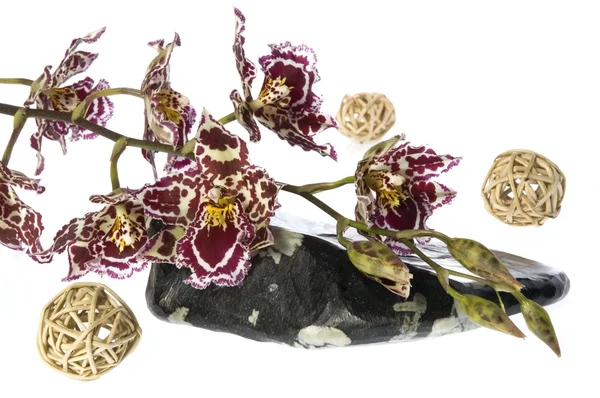 Orientalische Orchidee — Stockfoto