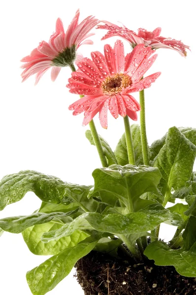 Ανοιξιάτικα λουλούδια με ριζικό σύστημα — Φωτογραφία Αρχείου