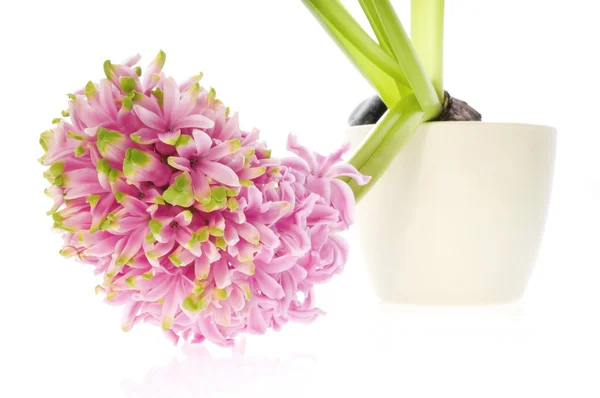 stock image Hyacinth with soil and root system