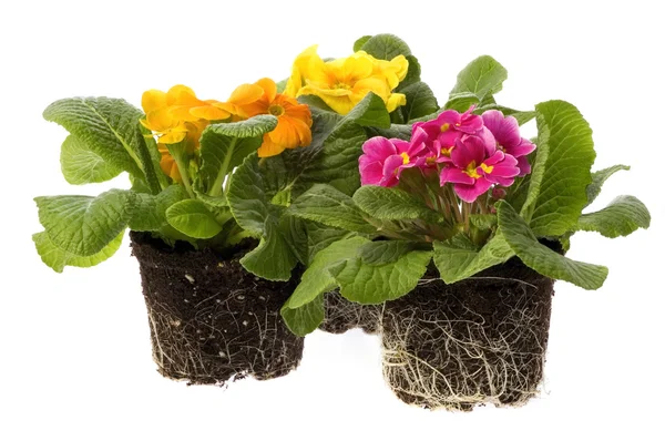 Jarní květiny s kořenovým systémem — Stock fotografie