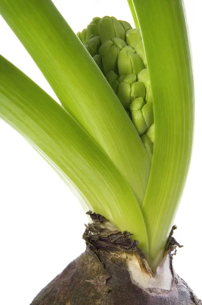 Hyacint s půdou a kořenový systém — Stock fotografie