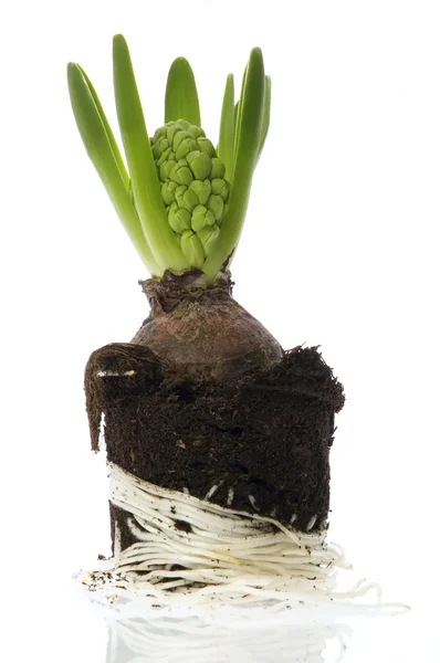 Hyacint s půdou a kořenový systém — Stock fotografie