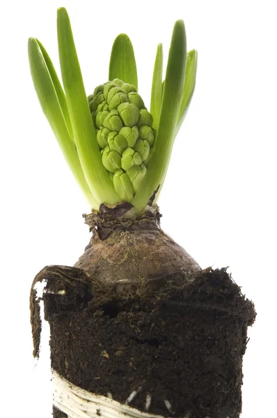 Hyacint met grond en root systeem — Stockfoto