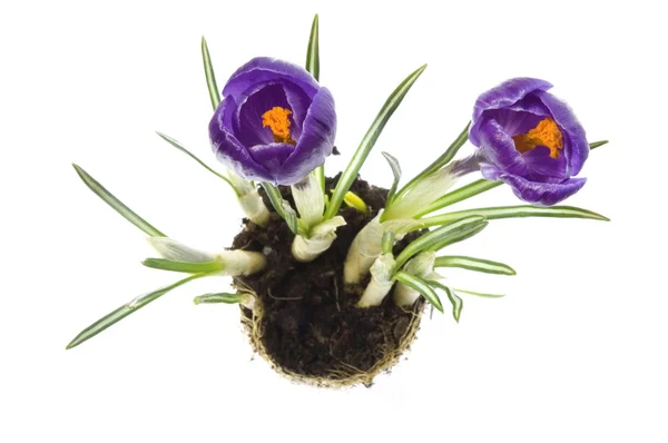 stock image Spring flowers with root system