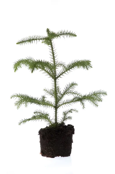 Growing araucaria pine in soil — Stock Photo, Image