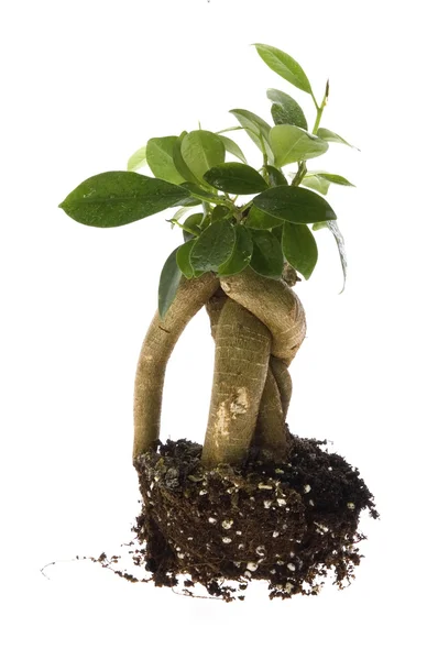 Növekvő bonsai fa a talajban — Stock Fotó