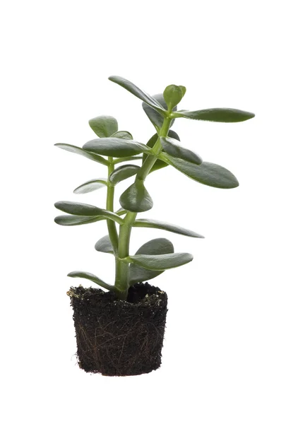 Lente plant — Stockfoto