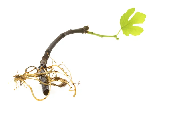 Baby rostlina s kořenovým systémem. Fík — Stock fotografie