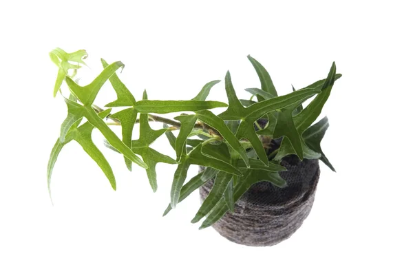Plant in het voorjaar. Ivy — Stockfoto