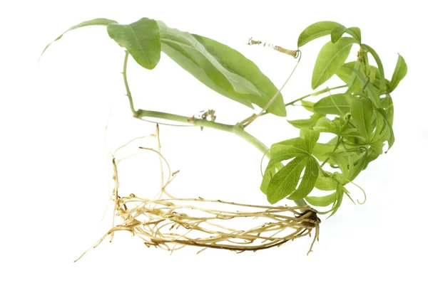 Дитяча рослина з кореневою системою — стокове фото