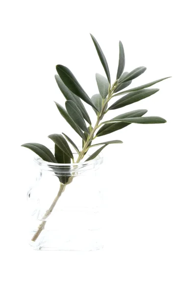 Mladá rostlina ve vodě — Stock fotografie