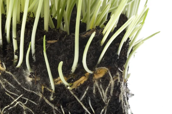 stock image Baby plant with root system