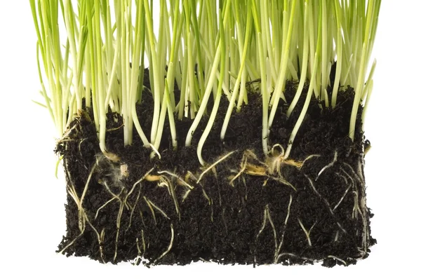 Babyplant met wortelsysteem — Stockfoto