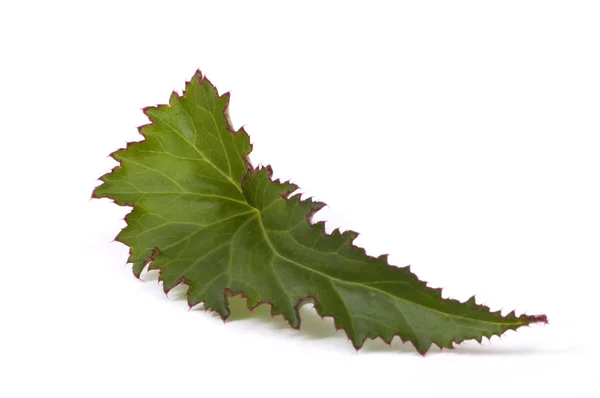 Begonia blad — Stockfoto