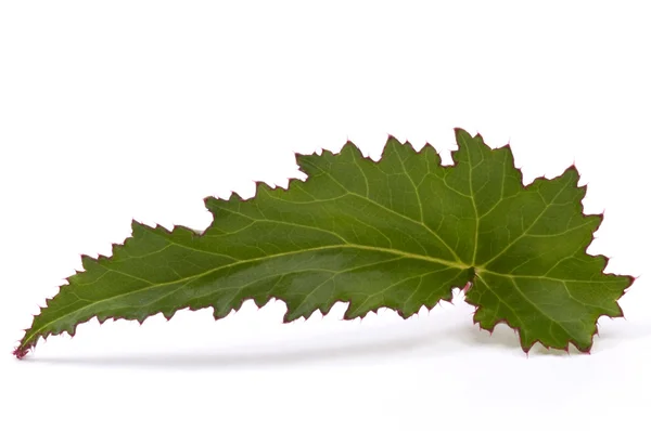 Begonia leaf — Stock Photo, Image