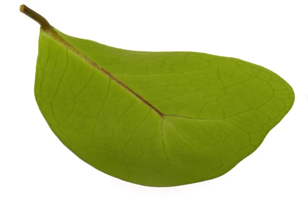 Ficus Gajah. daun — Stok Foto