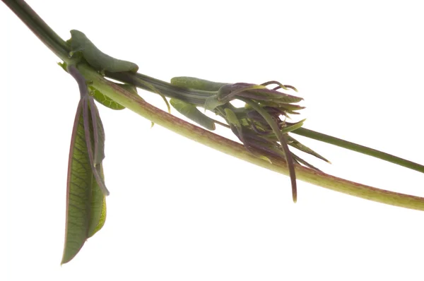 Bluszcz. marakuja. Passiflora — Zdjęcie stockowe