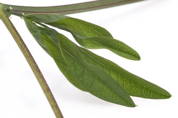 Ivy. maracuja. passiflora — Stock Photo, Image