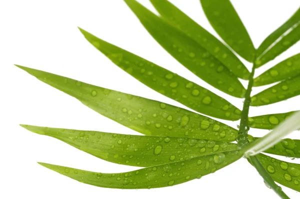 stock image Tropical leaves on the white